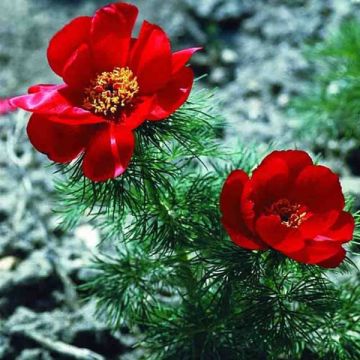 Paeonia tenuifolia