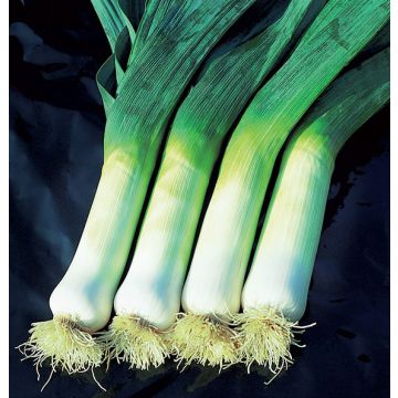 Alho francês gigante de outono 2 Hannibal Bio