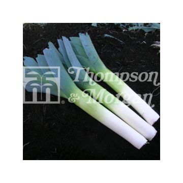 Alho francês Below-Zero F1