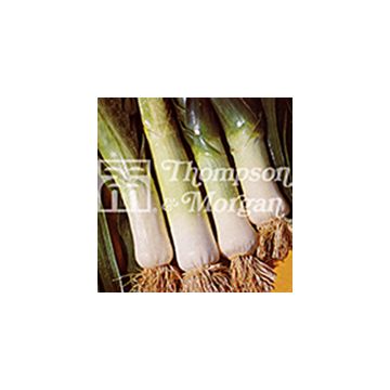 Alho francês Musselburgh