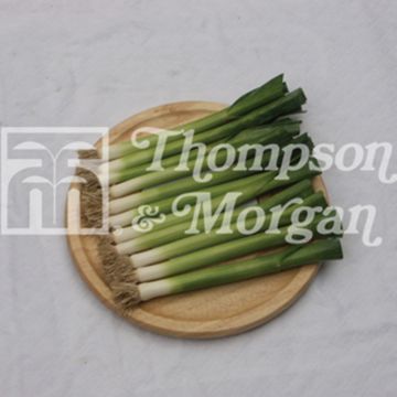 Alho francês Nipper