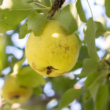 Pereira branca - Plant de Blanc - Pyrus communis