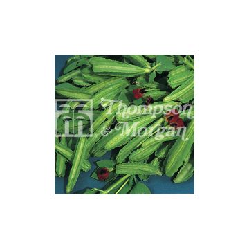 Ervilha-aspargo - Lotus tetragonolobus Ervilha-aspargo - Lotus tetragonolobus