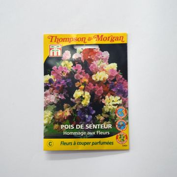 Ervilha de cheiro Hommage aux fleurs em sementes