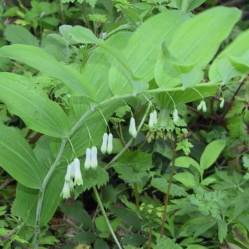 Polygonatum multiflorum