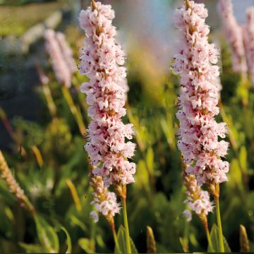 Persicaria affinis Donald Lowndes