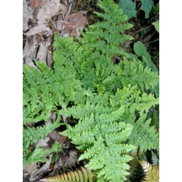 Dryopteris dilatata Crispa Whiteside