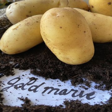 Batata Goldmarie