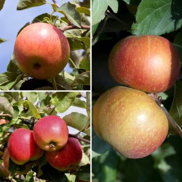 Macieira trio Elstar - Jonagold - Roter Boskoop plantas jovens - Malus domestica