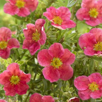 Potentilla fruticosa Danny Boy