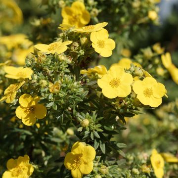 Potentilla fruticosa - Cinquefoil-arbustivo