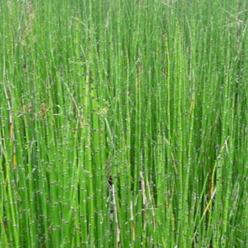 Equisetum scirpoides