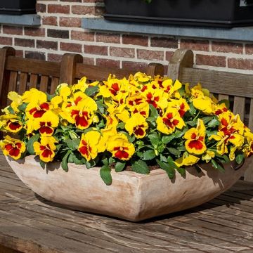 Amor-perfeito Prim Up Yellow Red Blotch - Viola x wittrockiana