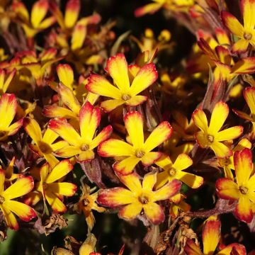 Primula polyanthus Oak Leaf Yellow Picotee