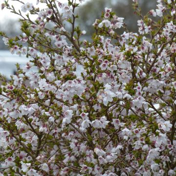 Cerejeira-do-japão anã Kojo no mai - Prunus incisa em flor