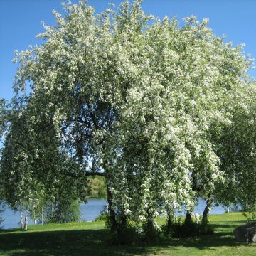 Prunus padus