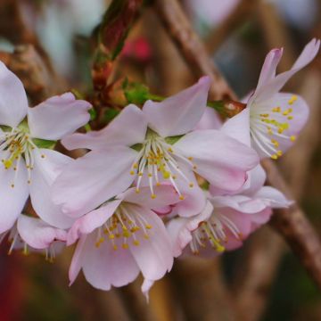 Prunus Pandora