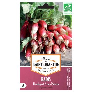 Rabanete Flamboyant 2 variedade Patricia - Ferme de Sainte Marthe Bio