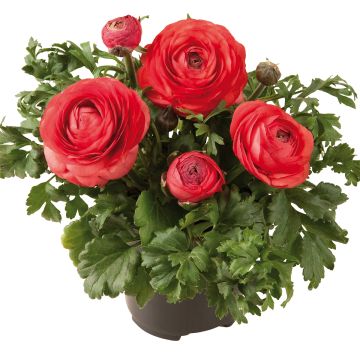 Ranúnculo Vortex F1 Orange Pink