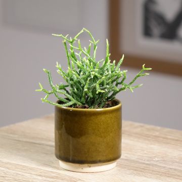 Rhipsalis cereuscula