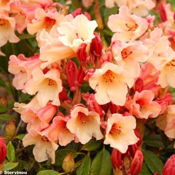 Rhododendron Jingle Bells - Rododendro Anão