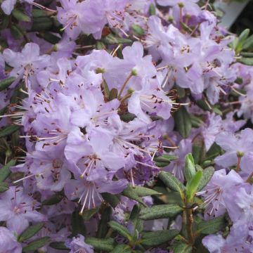 Rhododendron Blue Silver - Rododendro Anão
