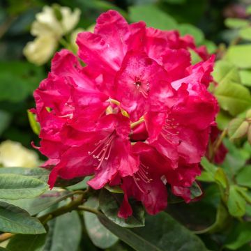 Rhododendron Inkarho Easydendron Diderk