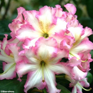 <i>Rhododendron</i> 'Melrose Flash' - Grande rododendro em vaso de 4 L / 5 L