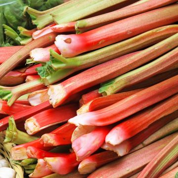 Ruibarbo Bio com Nervuras - Rhubarb des Jardins