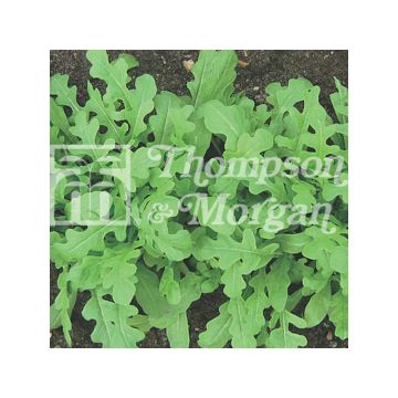 Rúcula Sweet Oakleaf