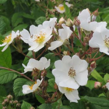 Rosa multiflora - Roseira trepadora