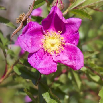 Rosa nitida - Roseira brava