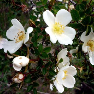 Rosa pimpinellifolia  - Roseira brava