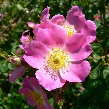 Rosa rubiginosa - Rosa mosqueta