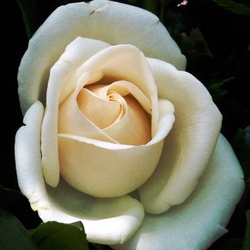 Roseira trepadeira Schneewalzer