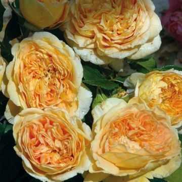 Roseira perfumada Generosa® 100 idees Jardin