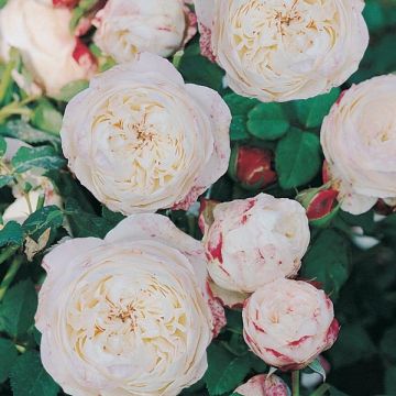 Roseira perfumada Generosa Eliane Gillet