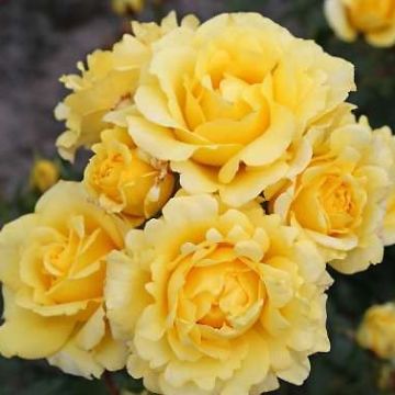 Roseira floribunda Urban Streetlight Sunmaid