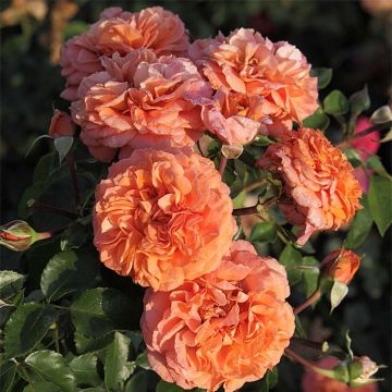 Roseira floribunda Orangerie