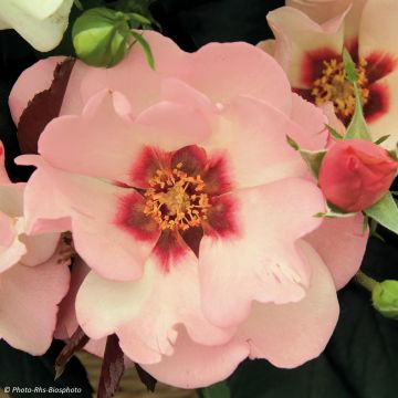 Roseira de flor grande Alissar Princess of Phoenicia