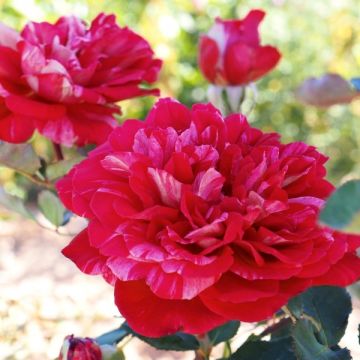 Roseira de flor grande Berthe Morisot