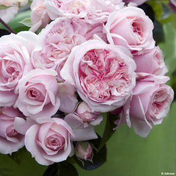 Roseira de flor grande Château Barbeyrolles