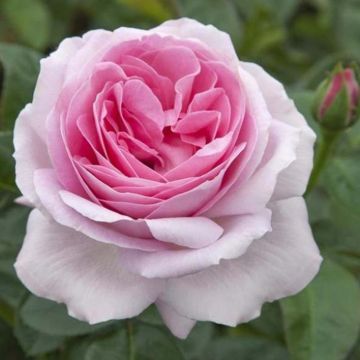 Roseira de flor grande Pink Eureka