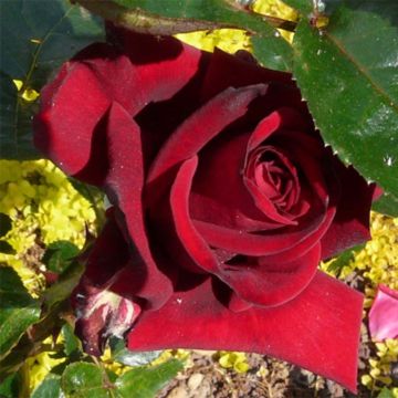 Roseira de flor grande Rouge Adam