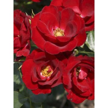 Roseira floribunda Urban Streetlight Marondo