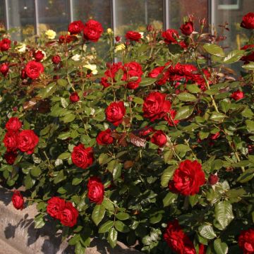 Roseira de canteiro The Times