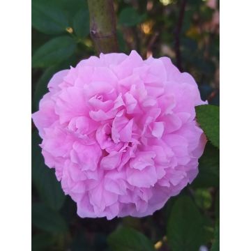 Roseira inglesa The Mayflower