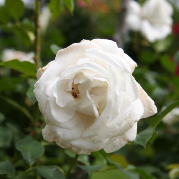 Roseira de flor grande Annapurna