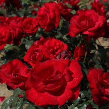 Roseira arbustiva Grand Hotel