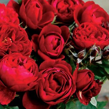 Roseira perfumada Generosa Bicentenaire de Guillot